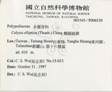 中文名:大線蕨(P006530)學名:Colysis pothifolia (Buch.-Ham. ex D. Don) C. Presl(P006530)拉丁同物異名:Colysis pothifolia (Buch. -Ham. ex D. Don) Presl