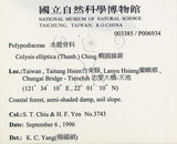 中文名:大線蕨(P006934)學名:Colysis pothifolia (Buch.-Ham. ex D. Don) C. Presl(P006934)拉丁同物異名:Colysis pothifolia (Buch. -Ham. ex D. Don) Presl