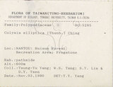 中文名:大線蕨(P007816)學名:Colysis pothifolia (Buch.-Ham. ex D. Don) C. Presl(P007816)拉丁同物異名:Colysis pothifolia (Buch. -Ham. ex D. Don) Presl