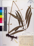 中文名:大線蕨(P007845)學名:Colysis pothifolia (Buch.-Ham. ex D. Don) C. Presl(P007845)拉丁同物異名:Colysis pothifolia (Buch. -Ham. ex D. Don) Presl