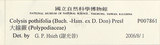 中文名:大線蕨(P007861)學名:Colysis pothifolia (Buch.-Ham. ex D. Don) C. Presl(P007861)拉丁同物異名:Colysis pothifolia (Buch. -Ham. ex D. Don) Presl