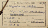 中文名:大線蕨(P007861)學名:Colysis pothifolia (Buch.-Ham. ex D. Don) C. Presl(P007861)拉丁同物異名:Colysis pothifolia (Buch. -Ham. ex D. Don) Presl