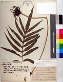 中文名:大線蕨(P007861)學名:Colysis pothifolia (Buch.-Ham. ex D. Don) C. Presl(P007861)拉丁同物異名:Colysis pothifolia (Buch. -Ham. ex D. Don) Presl