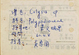 中文名:大線蕨(P008056)學名:Colysis pothifolia (Buch.-Ham. ex D. Don) C. Presl(P008056)拉丁同物異名:Colysis pothifolia (Buch. -Ham. ex D. Don) Presl