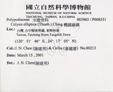 中文名:大線蕨(P008551)學名:Colysis pothifolia (Buch.-Ham. ex D. Don) C. Presl(P008551)拉丁同物異名:Colysis pothifolia (Buch. -Ham. ex D. Don) Presl