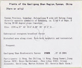 中文名:大線蕨(P010758)學名:Colysis pothifolia (Buch.-Ham. ex D. Don) C. Presl(P010758)拉丁同物異名:Colysis pothifolia (Buch. -Ham. ex D. Don) Presl