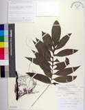 中文名:大線蕨(P010758)學名:Colysis pothifolia (Buch.-Ham. ex D. Don) C. Presl(P010758)拉丁同物異名:Colysis pothifolia (Buch. -Ham. ex D. Don) Presl