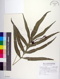 中文名:大線蕨(P010854)學名:Colysis pothifolia (Buch.-Ham. ex D. Don) C. Presl(P010854)拉丁同物異名:Colysis pothifolia (Buch. -Ham. ex D. Don) Presl