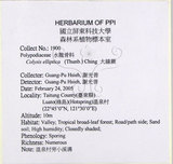 中文名:大線蕨(P011398)學名:Colysis pothifolia (Buch.-Ham. ex D. Don) C. Presl(P011398)拉丁同物異名:Colysis pothifolia (Buch. -Ham. ex D. Don) Presl