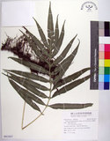 中文名:大線蕨(P011817)學名:Colysis pothifolia (Buch.-Ham. ex D. Don) C. Presl(P011817)拉丁同物異名:Colysis pothifolia (Buch. -Ham. ex D. Don) Presl