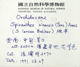 中文名:綬草(S022538)學名:Spiranthes sinensis (Pers.) Ames(S022538)英文名:China Ladytress