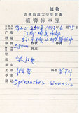 中文名:綬草(S026379)學名:Spiranthes sinensis (Pers.) Ames(S026379)英文名:China Ladytress