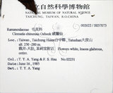 中文名:大肚山威靈仙(S037073)學名:Clematis chinensis Osbeck var. tatushanensis T. Y. A. Yang(S037073)