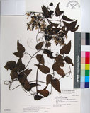 中文名:大肚山威靈仙(S037073)學名:Clematis chinensis Osbeck var. tatushanensis T. Y. A. Yang(S037073)