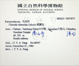中文名:大肚山威靈仙(S037075)學名:Clematis chinensis Osbeck var. tatushanensis T. Y. A. Yang(S037075)