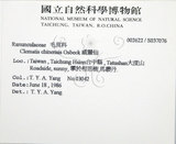 中文名:大肚山威靈仙(S037076)學名:Clematis chinensis Osbeck var. tatushanensis T. Y. A. Yang(S037076)