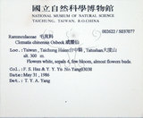 中文名:大肚山威靈仙(S037077)學名:Clematis chinensis Osbeck var. tatushanensis T. Y. A. Yang(S037077)