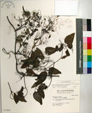 中文名:大肚山威靈仙(S037078)學名:Clematis chinensis Osbeck var. tatushanensis T. Y. A. Yang(S037078)