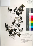 中文名:大肚山威靈仙(S037080)學名:Clematis chinensis Osbeck var. tatushanensis T. Y. A. Yang(S037080)