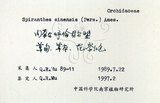 中文名:綬草(S057100)學名:Spiranthes sinensis (Pers.) Ames(S057100)英文名:China Ladytress