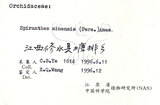 中文名:綬草(S061699)學名:Spiranthes sinensis (Pers.) Ames(S061699)英文名:China Ladytress