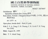 中文名:綬草(S074047)學名:Spiranthes sinensis (Pers.) Ames(S074047)英文名:China Ladytress