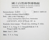 中文名:大肚山威靈仙(S093118)學名:Clematis chinensis Osbeck var. tatushanensis T. Y. A. Yang(S093118)