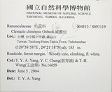 中文名:大肚山威靈仙(S093119)學名:Clematis chinensis Osbeck var. tatushanensis T. Y. A. Yang(S093119)