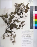 中文名:大肚山威靈仙(S093120)學名:Clematis chinensis Osbeck var. tatushanensis T. Y. A. Yang(S093120)