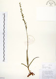 中文名:綬草(S097816)學名:Spiranthes sinensis (Pers.) Ames(S097816)英文名:China Ladytress