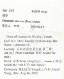 中文名:綬草(S098647)學名:Spiranthes sinensis (Pers.) Ames(S098647)英文名:China Ladytress
