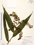 中文名:黃藤(S119041)學名:Calamus quiquesetinervius Burret(S119041)英文名:Five Veined Cane