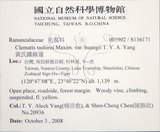 中文名:黃氏鐵線蓮(S136171)學名:Clematis tashiroi Maxim. var. huangii T. Y. A. Yang(S136171)