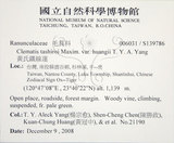 中文名:黃氏鐵線蓮(S139786)學名:Clematis tashiroi Maxim. var. huangii T. Y. A. Yang(S139786)