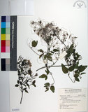 中文名:大肚山威靈仙(S143537)學名:Clematis chinensis Osbeck var. tatushanensis T. Y. A. Yang(S143537)