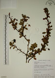 中文名:玉山小蘗(S018431)學名:Berberis morrisonensis Hayata(S018431)英文名:Yushan barberry