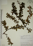 中文名:玉山小蘗(S026172)學名:Berberis morrisonensis Hayata(S026172)英文名:Yushan barberry
