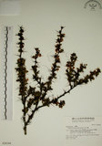 中文名:玉山小蘗(S028244)學名:Berberis morrisonensis Hayata(S028244)英文名:Yushan barberry