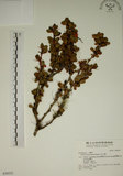 中文名:玉山小蘗(S030522)學名:Berberis morrisonensis Hayata(S030522)英文名:Yushan barberry