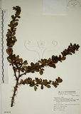 中文名:玉山小蘗(S069614)學名:Berberis morrisonensis Hayata(S069614)英文名:Yushan barberry