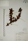 中文名:玉山小蘗(S075245)學名:Berberis morrisonensis Hayata(S075245)英文名:Yushan barberry