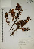 中文名:玉山小蘗(S075439)學名:Berberis morrisonensis Hayata(S075439)英文名:Yushan barberry