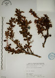 中文名:玉山小蘗(S076326)學名:Berberis morrisonensis Hayata(S076326)英文名:Yushan barberry