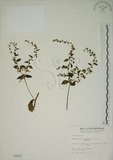 中文名:盾果草(S000584)學名:Thyrocarpus sampsonii Hance(S000584)