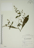 中文名:盾果草(S000929)學名:Thyrocarpus sampsonii Hance(S000929)
