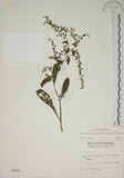 中文名:盾果草(S000930)學名:Thyrocarpus sampsonii Hance(S000930)