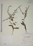 中文名:盾果草(S000931)學名:Thyrocarpus sampsonii Hance(S000931)