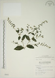 中文名:盾果草(S000933)學名:Thyrocarpus sampsonii Hance(S000933)