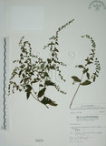 中文名:盾果草(S000978)學名:Thyrocarpus sampsonii Hance(S000978)