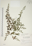 中文名:盾果草(S002457)學名:Thyrocarpus sampsonii Hance(S002457)